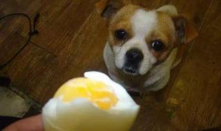 6个月的狗能吃整个煮鸡蛋么 狗能不能吃鸡蛋